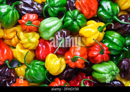 Colorful habanero peppers overlapping in dense arrangement, top view pattern. Fresh chili mix, vibrant vegetables, food background texture Stock Photo
