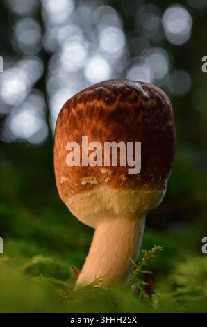 Young wild mushroom with a dark brown cap growing on a mossy woodland floor in Ireland Stock Photo