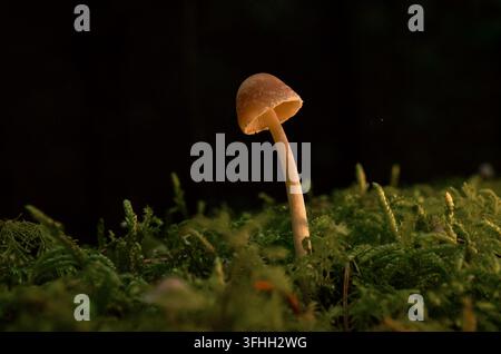Small wild mushroom with a slender stem growing among green moss on a woodland floor in Ireland Stock Photo