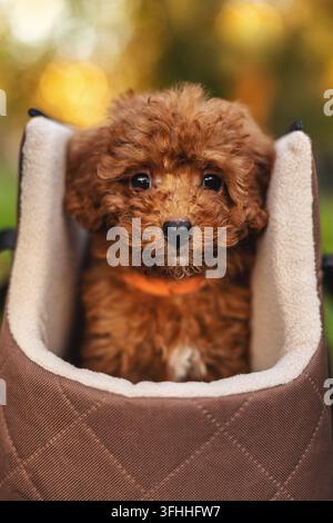 Toy Poodle puppy sitting in pet carrier outdoors Stock Photo