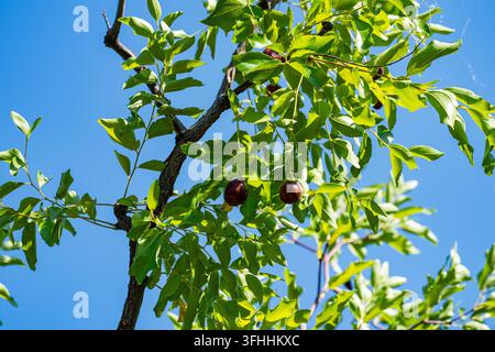 Fresh ripe jujube fruits hanging on green tree branches against a clear blue sunny sky, organic agriculture and healthy harvest concept Stock Photo