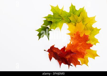 Maple leaves showing autumn season cycle on white Stock Photo