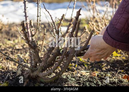 An elderly person cuts dry branches off a thorny shrub with metal shears in a backyard, illustrating careful hobbyist gardening work during the early Stock Photo