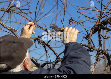 An elderly gardener trims dry branches of a vine using garden secateurs under a clear blue sky, illustrating sustainable viticulture practices and tra Stock Photo