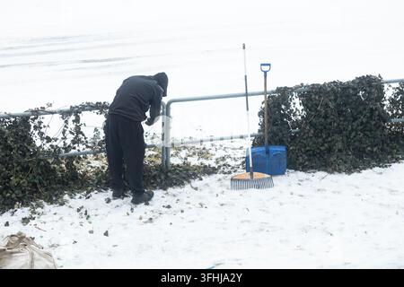 An individual removes ivy from a wire fence in snowy conditions with yard tools standing ready, representing home care services, routine maintenance, Stock Photo