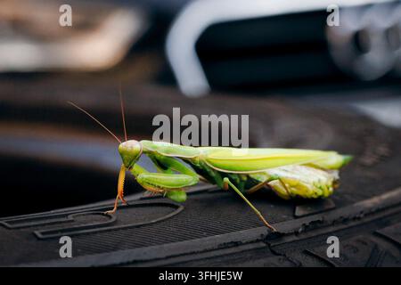 Europaeische Gottesanbeterin, aufgenommen auf einem alten Autoreifen in Berlin Mitte, 17.09.2026. Berlin Deutschland *** European praying mantis, photographed on an old car tire in Berlin-Mitte, September 17, 2026, Berlin, Germany Copyright: xFelixxZahnx Stock Photo