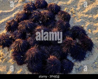 Pile of sea urchins on the beach (black sea urchins, scientifically classified under the class Echinoidea), spiny, globular marine invertebrates found Stock Photo