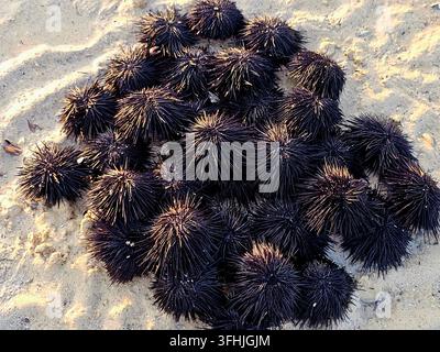 Pile of sea urchins on the beach (black sea urchins, scientifically classified under the class Echinoidea), spiny, globular marine invertebrates found Stock Photo