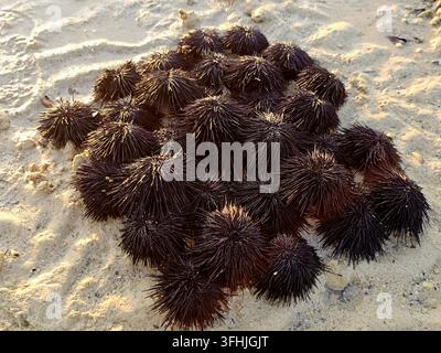 Pile of sea urchins on the beach (black sea urchins, scientifically classified under the class Echinoidea), spiny, globular marine invertebrates found Stock Photo