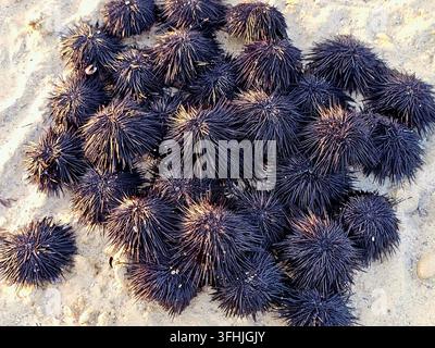 Pile of sea urchins on the beach (black sea urchins, scientifically classified under the class Echinoidea), spiny, globular marine invertebrates found Stock Photo