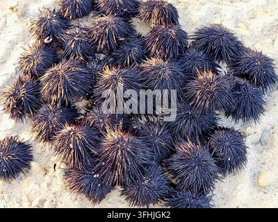 Pile of sea urchins on the beach (black sea urchins, scientifically classified under the class Echinoidea), spiny, globular marine invertebrates found Stock Photo