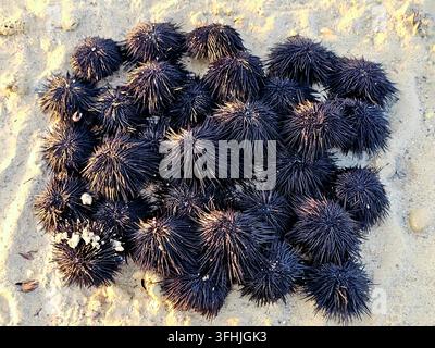 Pile of sea urchins on the beach (black sea urchins, scientifically classified under the class Echinoidea), spiny, globular marine invertebrates found Stock Photo