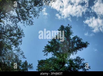 Looking up through trees at a blue sky Stock Photo