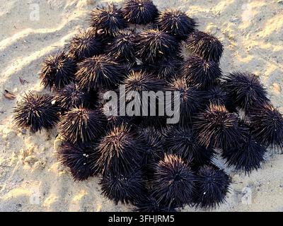 Pile of sea urchins on the beach (black sea urchins, scientifically classified under the class Echinoidea), spiny, globular marine invertebrates found Stock Photo