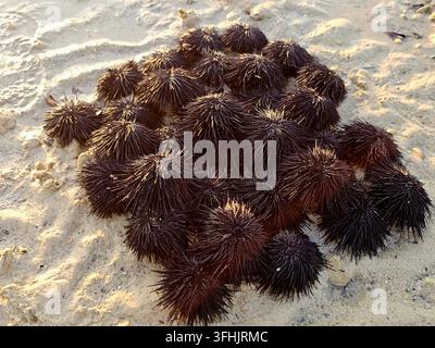Pile of sea urchins on the beach (black sea urchins, scientifically classified under the class Echinoidea), spiny, globular marine invertebrates found Stock Photo