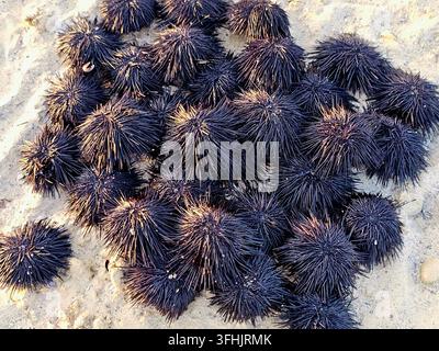 Pile of sea urchins on the beach (black sea urchins, scientifically classified under the class Echinoidea), spiny, globular marine invertebrates found Stock Photo