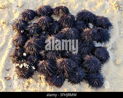Pile of sea urchins on the beach (black sea urchins, scientifically classified under the class Echinoidea), spiny, globular marine invertebrates found Stock Photo