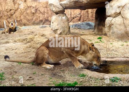 A lioness drinks water from a small pool in a rocky zoo enclosure while a male lion roars in the background. Stock Photo