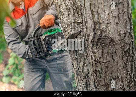 Sawing tree trunk with chainsaw in forest on sunny day by experienced worker in protective suit and protective gloves. Stock Photo