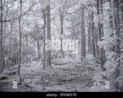 A forest path stretches through tall trees and rocks. Leaves appear light due to the infrared filter. The setting is bright with a unique view in the Stock Photo