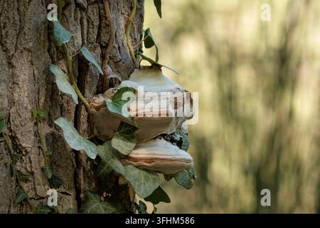Tinder Fungus Growing on Poplar Tree Trunk Alongside Ivy, Spain Stock Photo