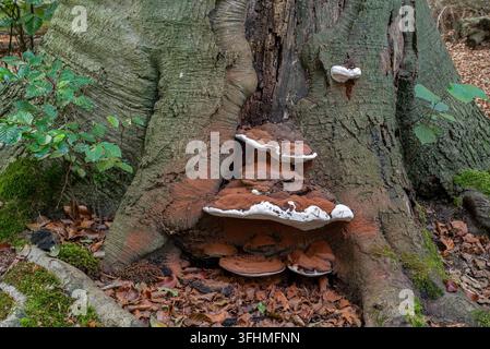 Southern bracket fungus / southern Ganoderma (Ganoderma australe / Ganoderma europaeum) at base of tree trunk in broadleaved forest autumn / fall Stock Photo