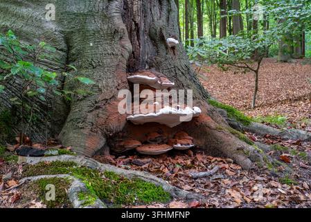 Southern bracket fungus / southern Ganoderma (Ganoderma australe / Ganoderma europaeum) at base of tree trunk in broadleaved forest autumn / fall Stock Photo