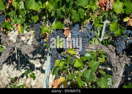 Close-up, grapes with sunburn browning or sunburn necrosis, and dry brown leaves in a Provence vineyard. Impact of extreme heat on wine quality 2026. Stock Photo