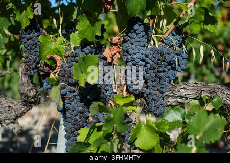 Close-up, grapes with sunburn browning or sunburn necrosis, and dry brown leaves in a Provence vineyard. Impact of extreme heat on wine quality 2026. Stock Photo