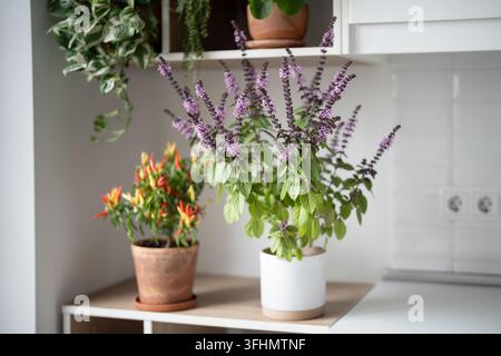 Flowering Thai basil and dwarf chili pepper create decorative aromatic indoor garden at home. Stock Photo