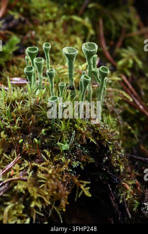 Close-up of delicate green cup-shaped lichen growing among moss and forest vegetation on a damp woodland floor. The intricate lichen structures rise a Stock Photo