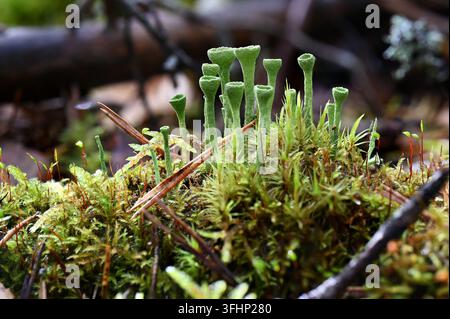 Close-up of delicate green cup-shaped lichen growing among moss and forest vegetation on a damp woodland floor. The intricate lichen structures rise a Stock Photo