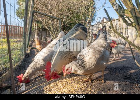 A rooster with hens eat grain. Stock Photo