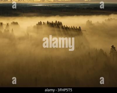 Golden sun rays piercing through a dense, mystical morning fog blanketing a vast evergreen forest and landscape in the remote, serene wilderness of Fi Stock Photo
