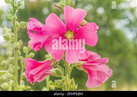 Bright pink tropical hibiscus flower in orchard. Stock Photo