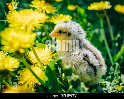 Close up newborn yellow chicken in warm tone and beak on the grass field on green background. Beautiful and adorable of little c Stock Photo