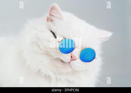 Luxurious domestic kitty in glasses poses on gray background wall. Portrait of white fluffy cat in fashion sunglasses. Studio ph Stock Photo