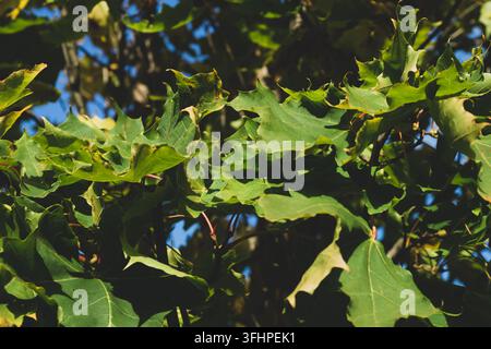 Large green leaves with deeply lobed edges and sharp tips. Plane tree. Sycamore foliage Stock Photo