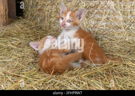 Two kittens playing in a farm barn. Stock Photo