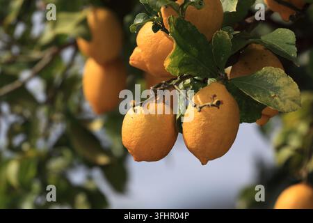 Geraz do Lima, Portugal - April 30, 2026: Ripe yellow lemons hanging on a leafy lemon tree branch in an orchard Stock Photo