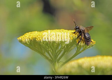 Violet carpenter bee (Xylocopa violacea) Stock Photo
