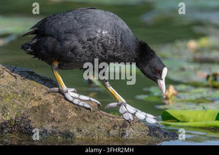 Coot (Fulica atra) walking on a tree trunk with its feet semi-webbed. Stock Photo
