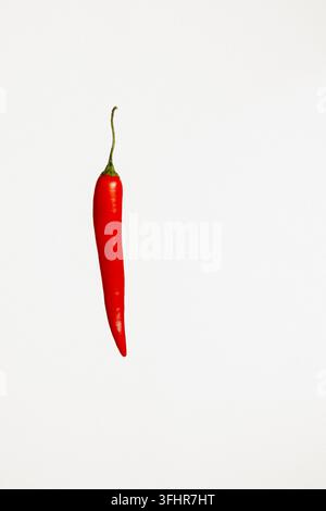 Single long red chili pepper standing upright inside bright yellow ...