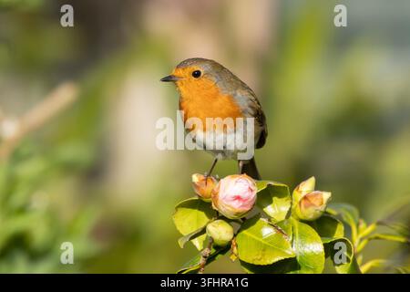 European robin (Erithacus rubecula) adult bird on a garden Camellia bush in spring, England, United Kingdom Stock Photo