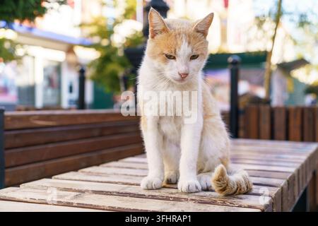 A cat sits on a bench outside the Kariye mosque in Istanbul, Turkey ...