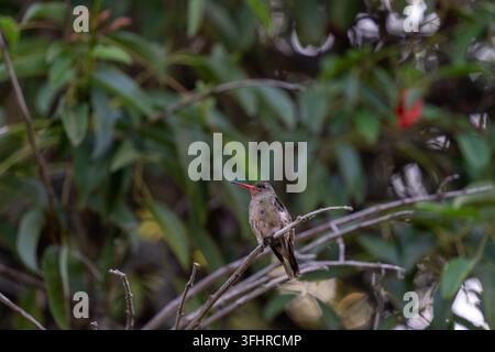 View of a small hummingbird perched on a thin branch amidst lush green foliage in Colonia del Sacramento, Colonia Department, Uruguay. Stock Photo