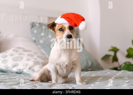 Russell dog having relaxing siesta in bedroom on bed with pillows with red Stock Photo