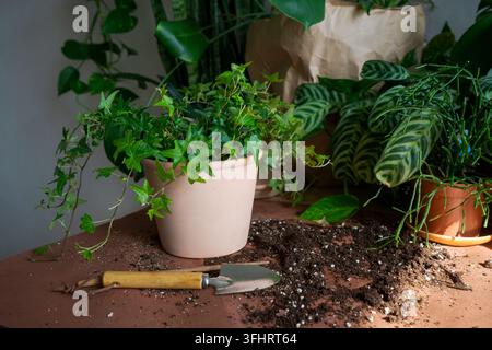 Set garden tools and flower pots for transplanting flowers on dark background. Stock Photo