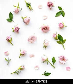 Beautiful pink roses on white background Stock Photo