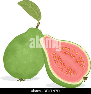 Green guava whole fruit and half with pink fruit pulp isolated on white background stock illustration Stock Vector